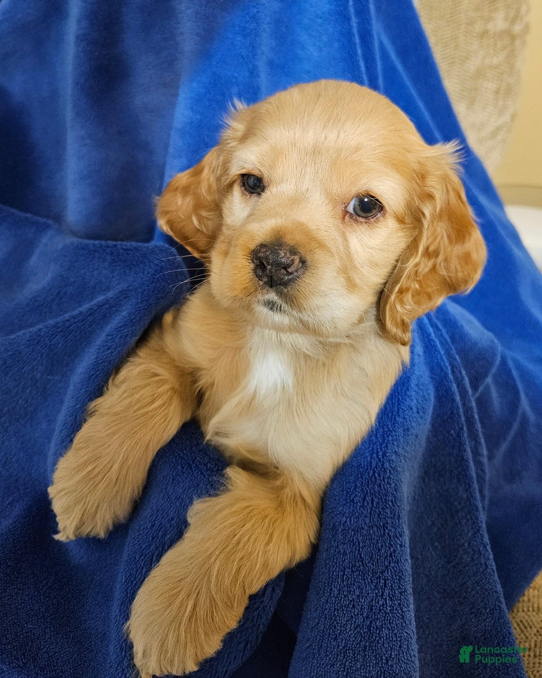 Cocker Spaniel dogs for sale: Rudy - Image 2