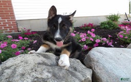 German Shepherd dogs for sale: Ranger - Image 3