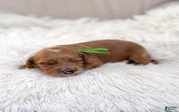Mini Goldendoodle dogs for sale: Wave - Image 4