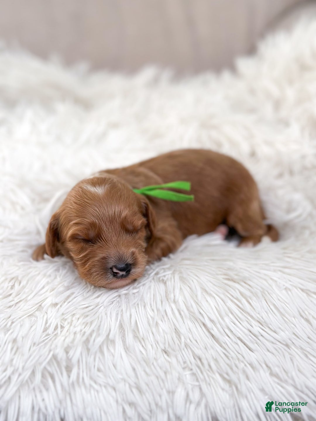 Mini Goldendoodle dogs for sale: Wave - Image 4