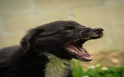 Miniature Australian Shepherd dogs for sale: Funnel Cake - Image 8