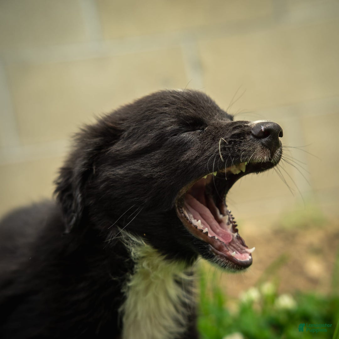 Miniature Australian Shepherd dogs for sale: Funnel Cake - Image 8