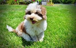 Havapoo dogs for sale: Vixen - Image 19