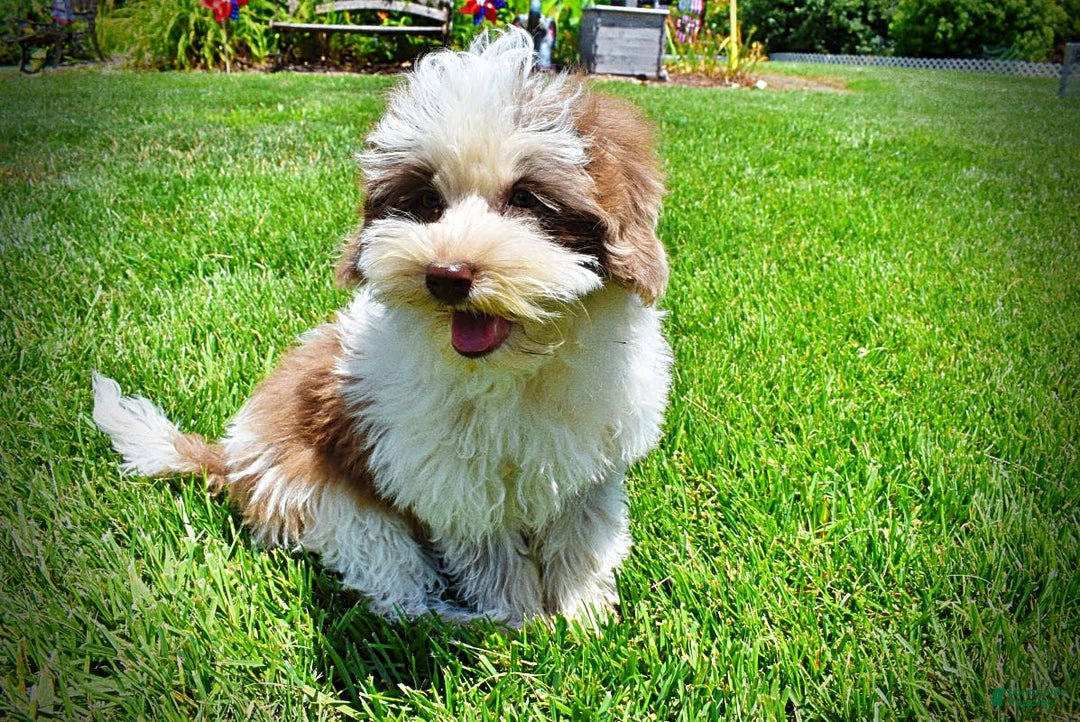 Havapoo dogs for sale: Vixen - Image 19