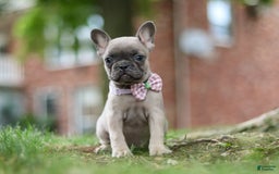 Frenchton dogs for sale: Nancy - Image 1