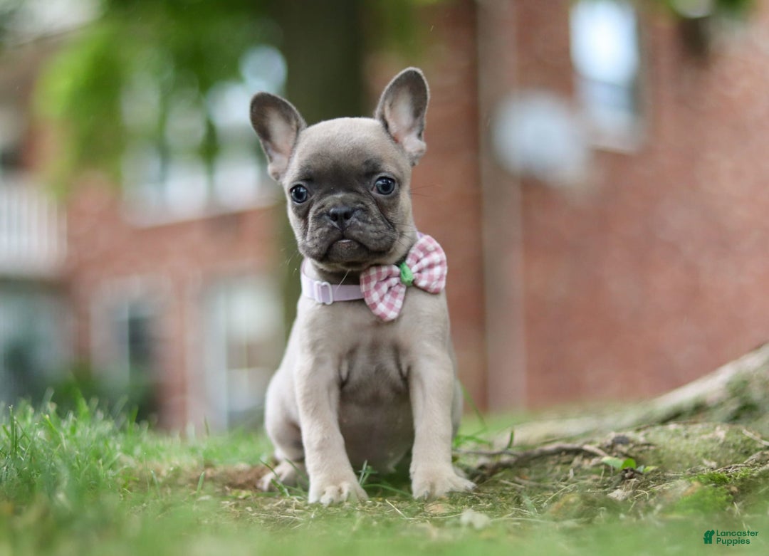 Frenchton dogs for sale: Nancy - Image 1