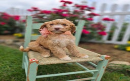 Bernedoodle dogs for sale: Gertie - Image 6