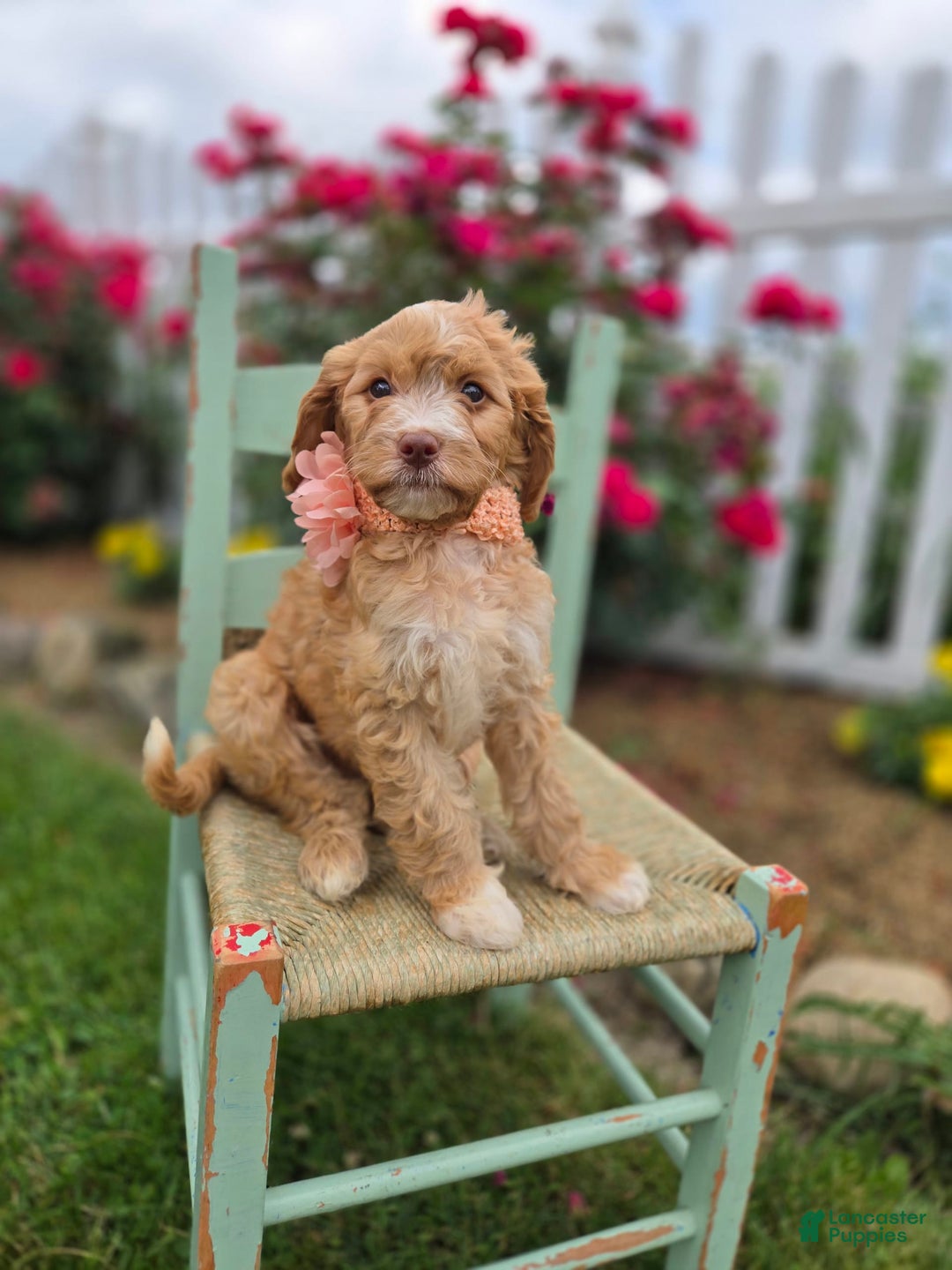 Bernedoodle dogs for sale: Gertie - Image 6