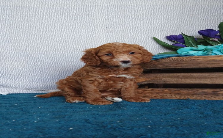 Miniature Poodle dogs for sale - Ad 2