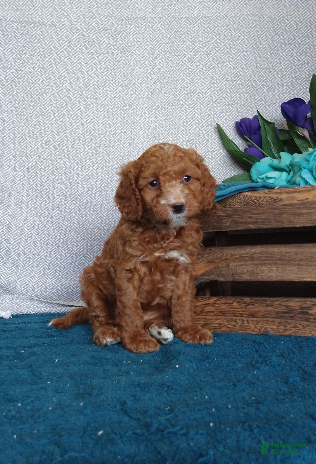 Miniature Poodle dogs for sale: Dakato - Image 1