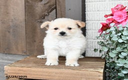 Pomapoo dogs for sale: Rascal - Image 3