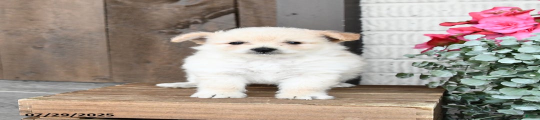 Rascal
