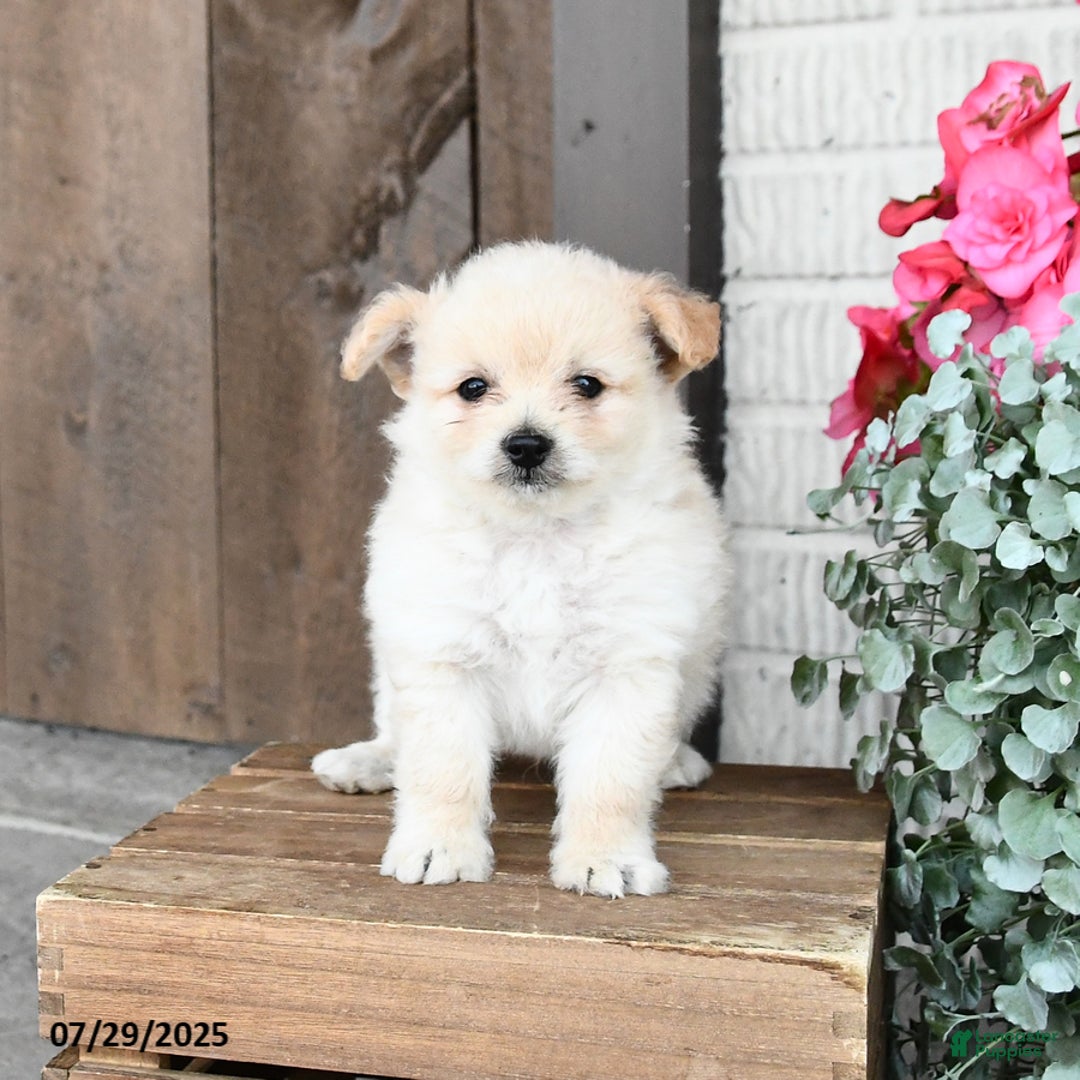 Pomapoo dogs for sale: Rascal - Image 3