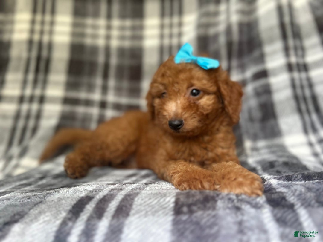 Mini Goldendoodle dogs for sale: Nelly - Image 8