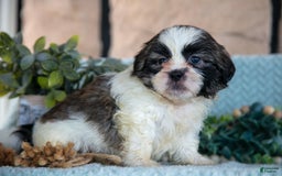 Shih Tzu dogs for sale: Trent - Image 5
