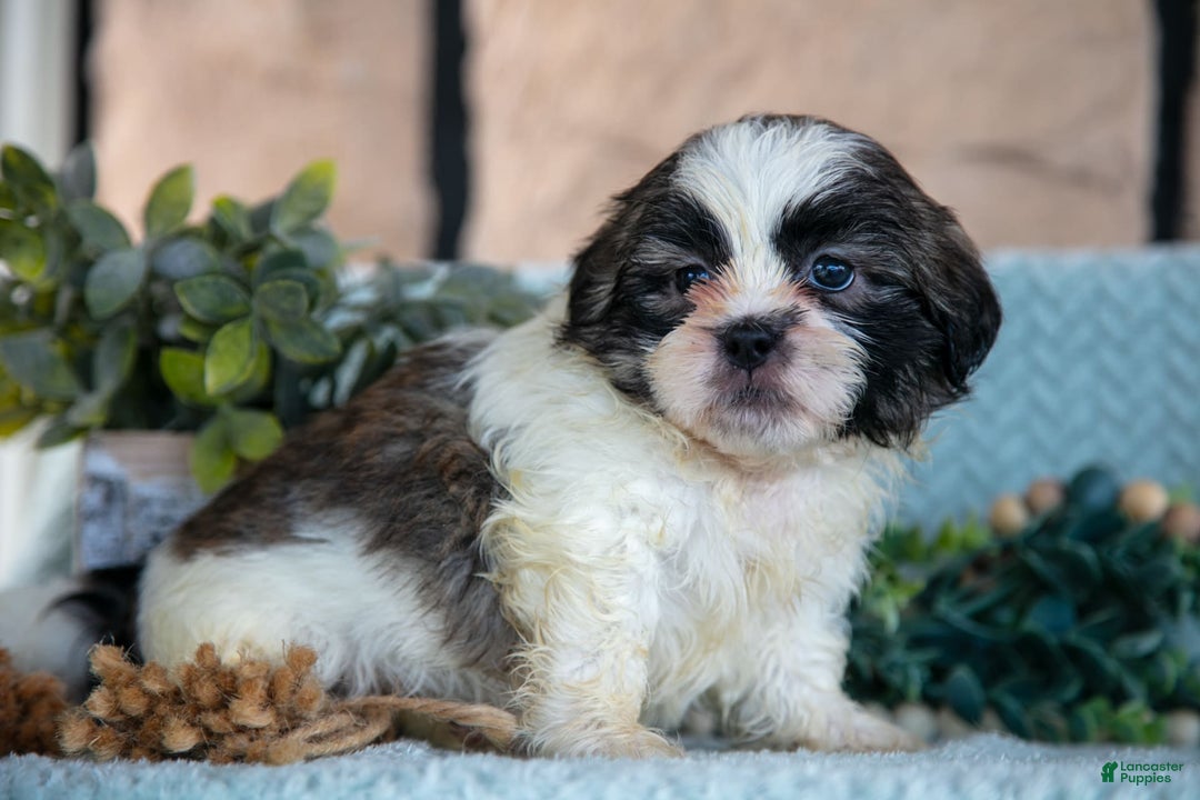 Shih Tzu dogs for sale: Trent - Image 5