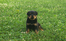 Rottweiler dogs for sale: Ruby - Image 7