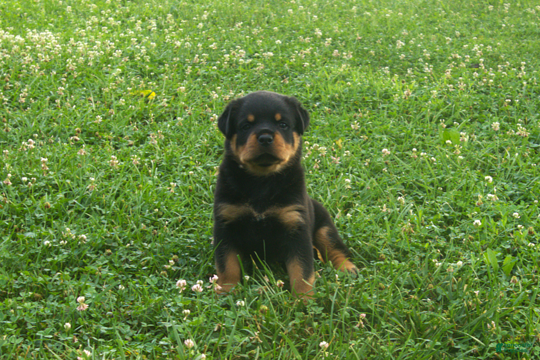 Rottweiler dogs for sale: Ruby - Image 7