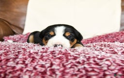Greater Swiss Mountain Dog dogs for sale: Gemma - Image 7
