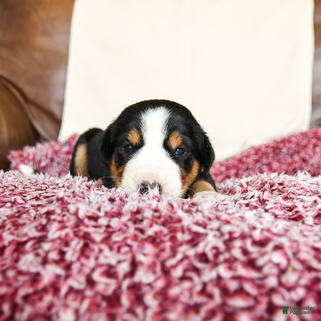 Greater Swiss Mountain Dog dogs for sale: Gemma - Image 7