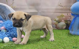 Catahoula Leopard Dog dogs for sale: Goldie 2025 M2 - Image 9