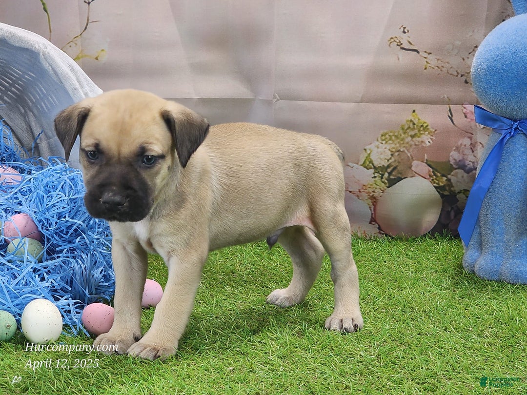 Catahoula Leopard Dog dogs for sale: Goldie 2025 M2 - Image 9