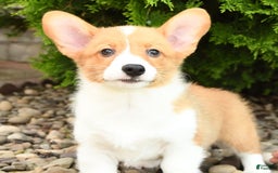 Welsh Corgi Pembroke dogs for sale: Cheeto - Image 8