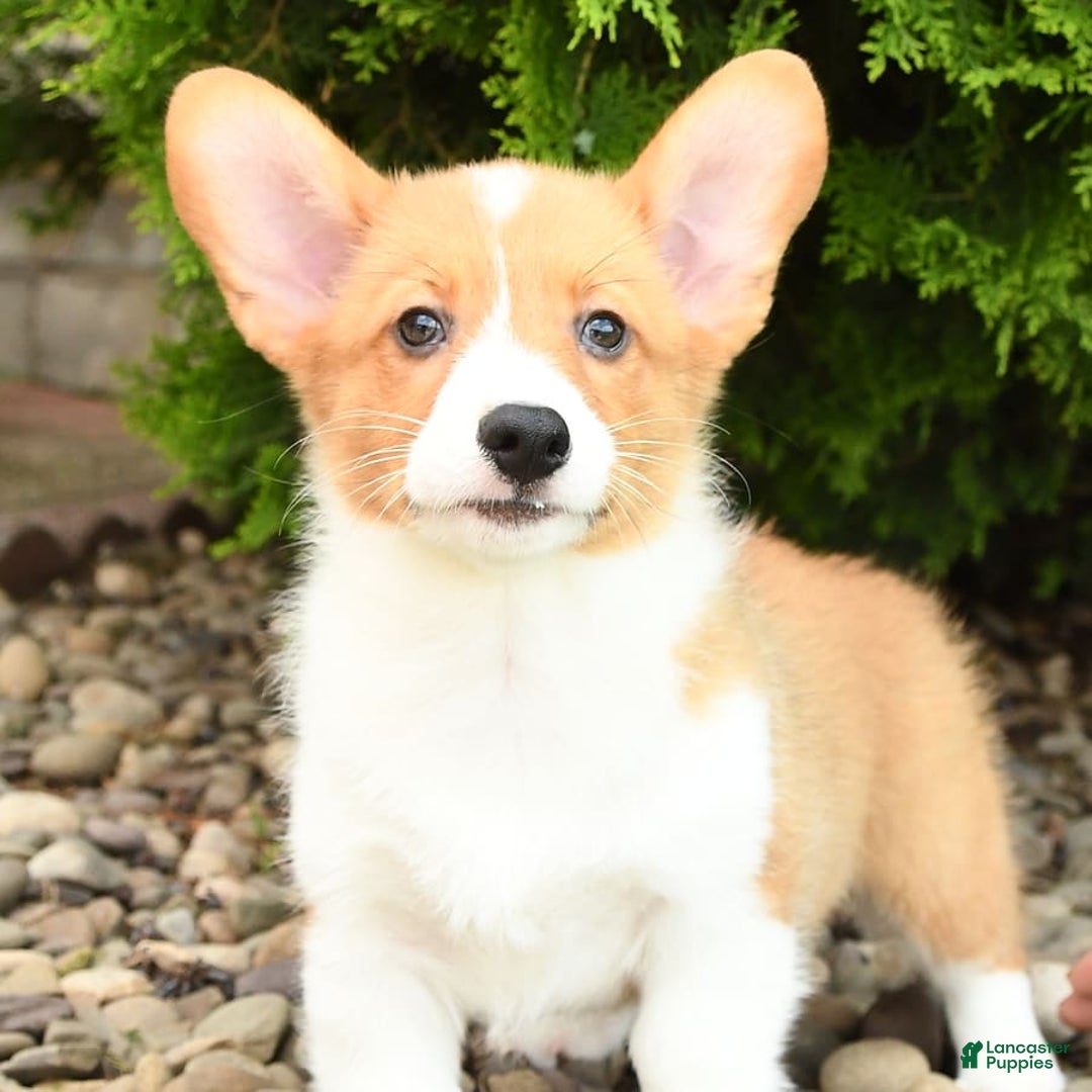 Welsh Corgi Pembroke dogs for sale: Cheeto - Image 8