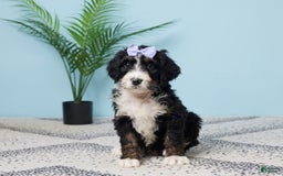 Bernedoodle dogs for sale: cuddles - Image 3