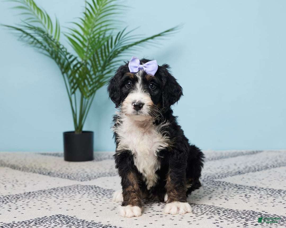 Bernedoodle dogs for sale: cuddles - Image 3