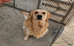 Golden Retriever dogs for sale: Golden Retriever - Image 22