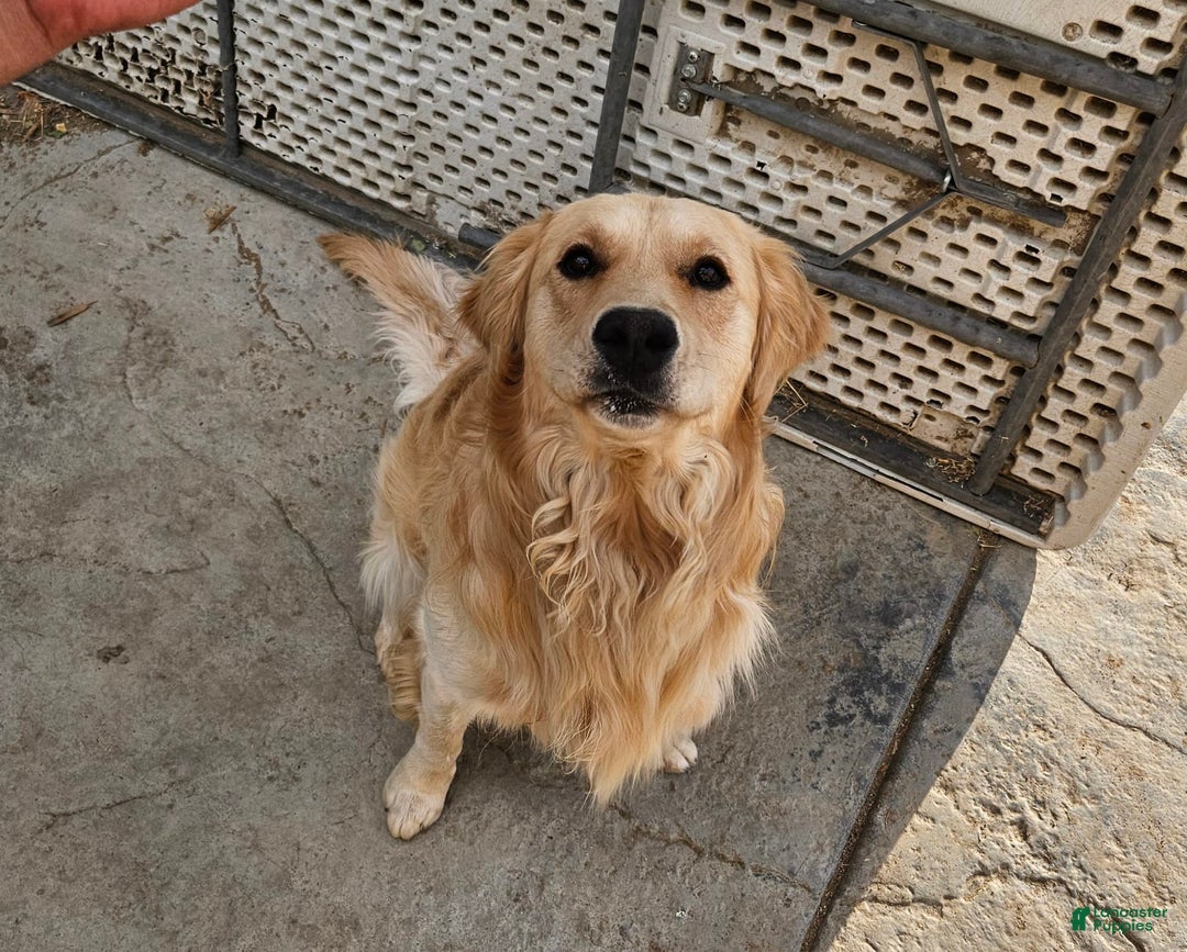 Golden Retriever dogs for sale: Golden Retriever - Image 22