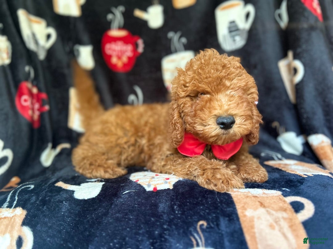 Cavapoo dogs for sale: Phoenix - Image 3