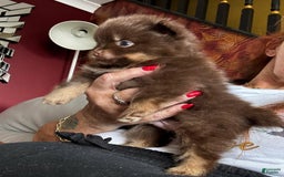 Pomeranian dogs for sale: Belly - Image 3
