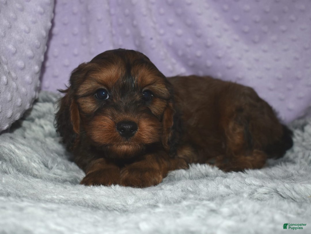 Cavapoo dogs for sale: Skippy - Image 2