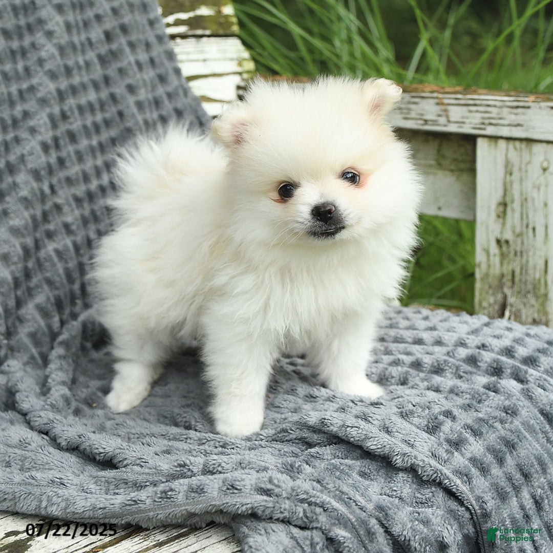 Pomeranian dogs for sale: Winston - Image 5