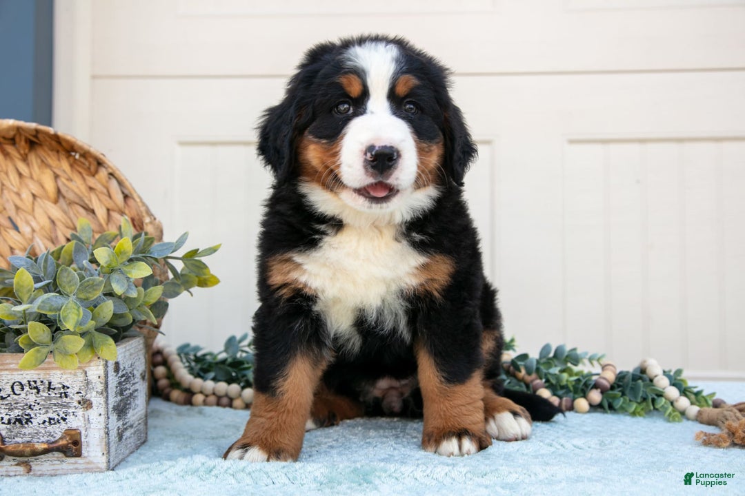 Bernese Mountain Dog dogs for sale: Bootsie - Image 5