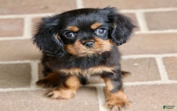 Cavalier King Charles Spaniel dogs for sale: Bentley - Image 18