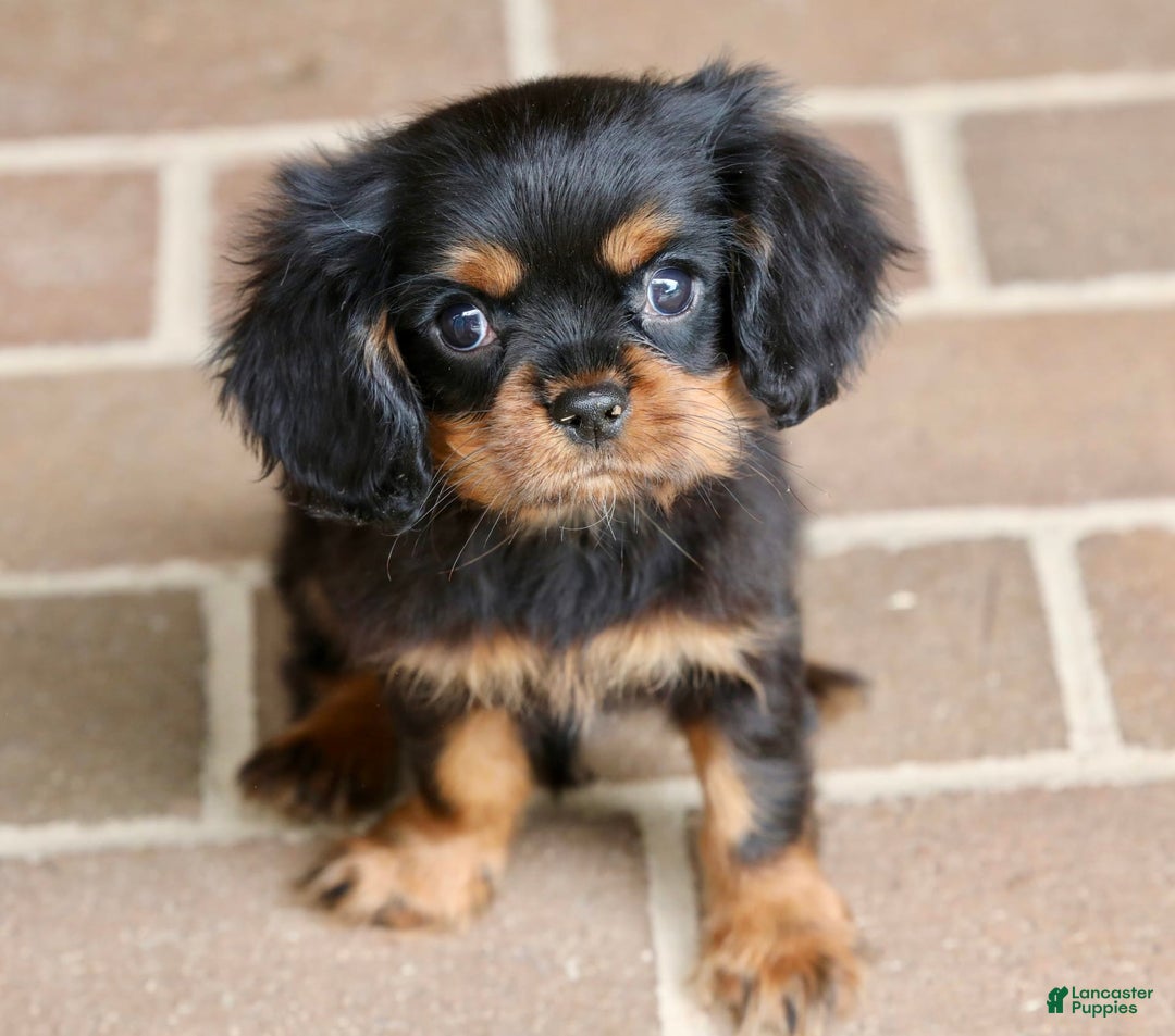 Cavalier King Charles Spaniel dogs for sale: Bentley - Image 18