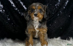 Cavapoo dogs for sale: Diana - Image 4