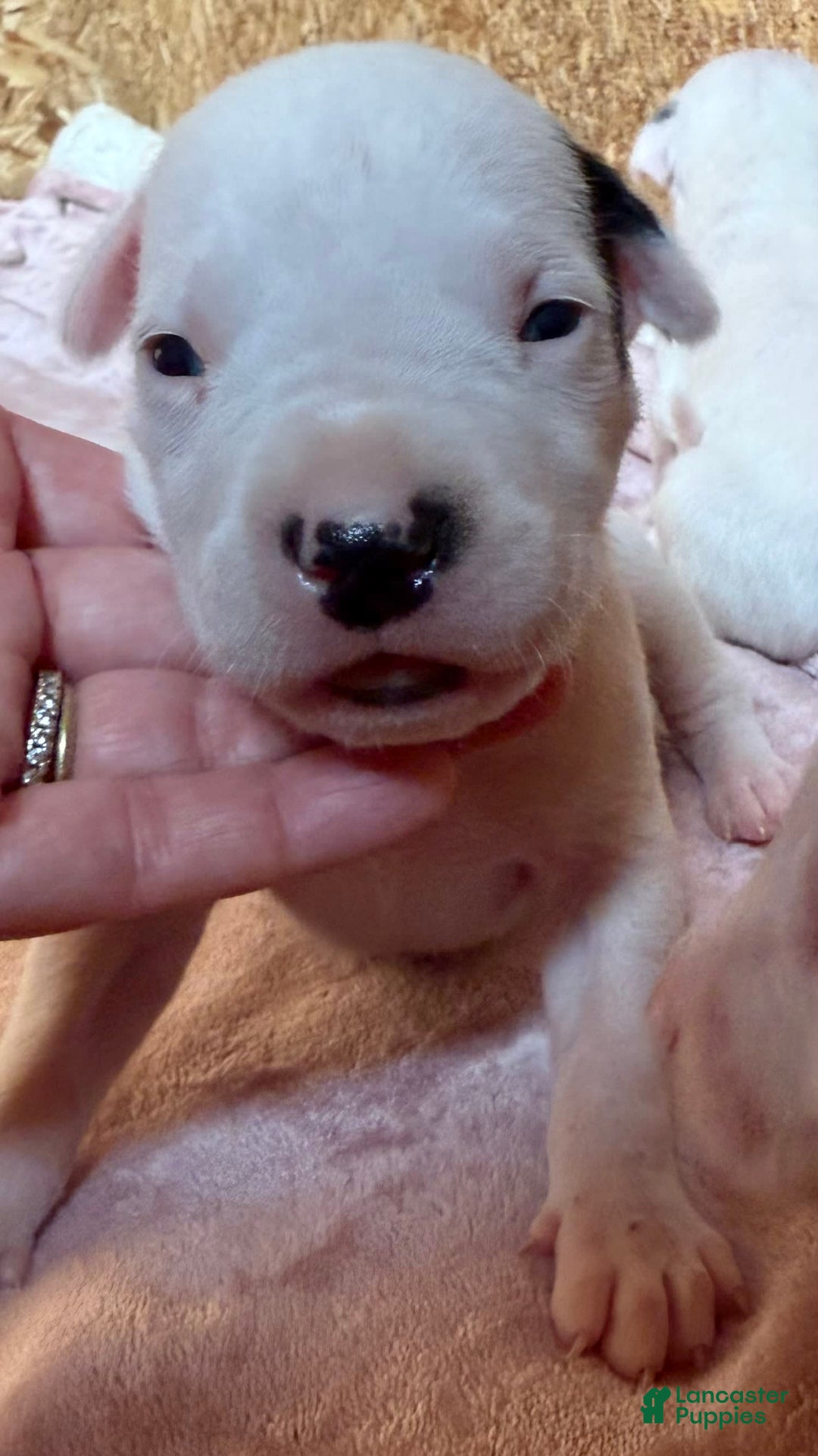 Dogo Argentino dogs for sale: M5 - Image 1
