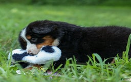 Bernese Mountain Dog dogs for sale: Sage - Image 16