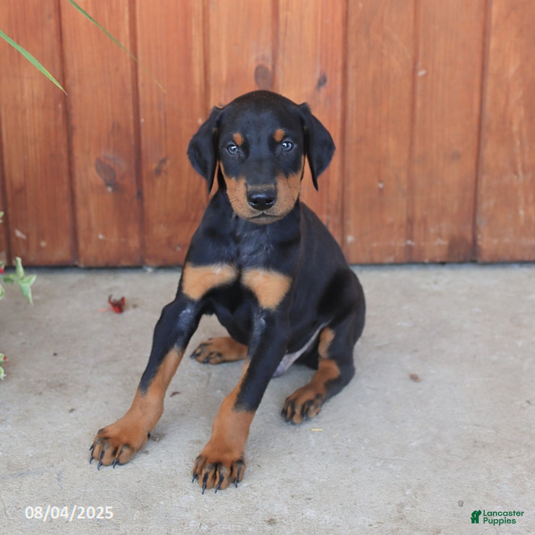 Doberman Pinscher dogs for sale: Dexter - Image 5