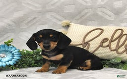 Miniature Dachshund dogs for sale: Denver - Image 1
