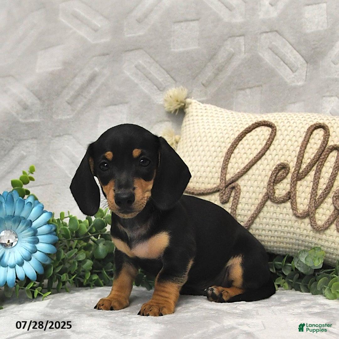 Miniature Dachshund dogs for sale: Denver - Image 1