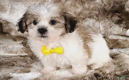 Teddy Bear dogs for sale: Tommy - Image 3