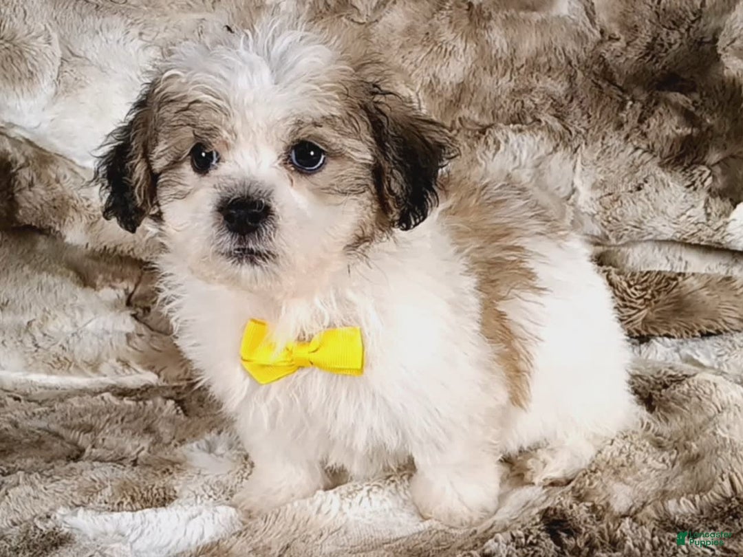 Teddy Bear dogs for sale: Tommy - Image 3