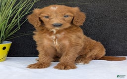 Goldendoodle dogs for sale: Kailey - Image 8