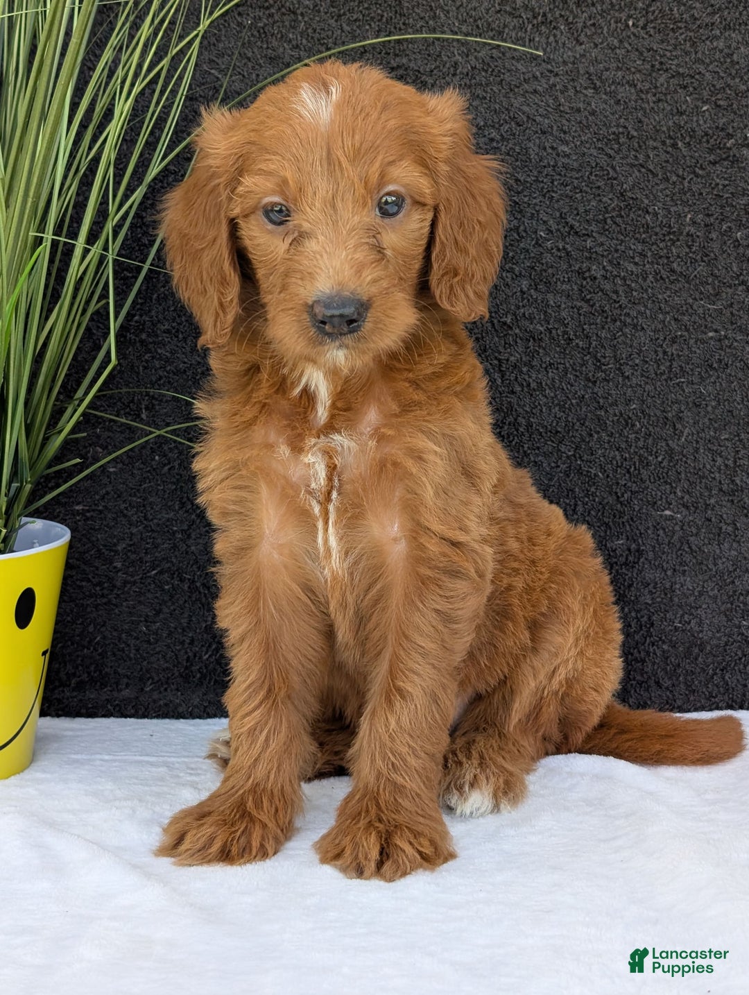 Goldendoodle dogs for sale: Kailey - Image 8