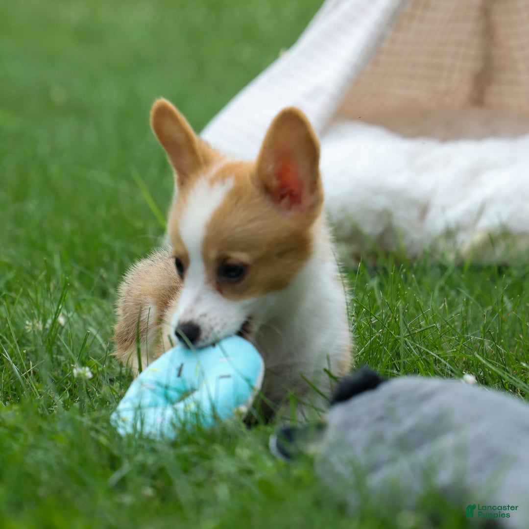 Welsh Corgi Pembroke dogs for sale: Lacey - Image 15